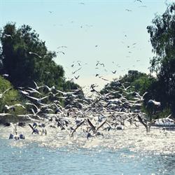 Excursii in Delta Dunarii - DaviCris, Tulcea program de funcționare