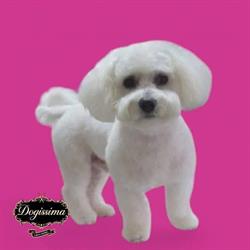 Salon Frizerie Canina Si Felina Buzau, program de funcționare