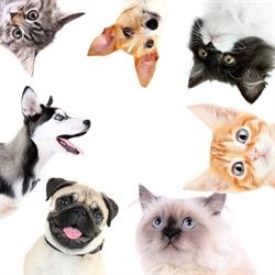 Cabinet veterinar IRIS BEST VET, Braşov program de funcționare