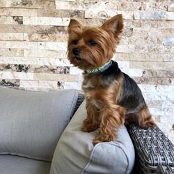 Pretty Pet, Bucureşti program de funcționare