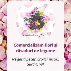 Cufărul cu flori, Suraia program de funcționare
