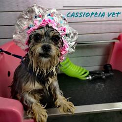 Cassiopeia vet. Cabinet veterinar, coafor canin şi farmacie veterinară, Râmnicu Sărat program de funcționare