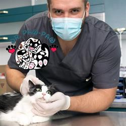 Urgente Veterinare Non Stop Iaşi - Cabinet Veterinar Dr. Paw Paw, program de funcționare