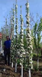 Pepiniera Comanca Olt, program de funcționare