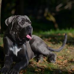 Dogtors Cabinet Veterinar, Sighetu Marmaţiei program de funcționare