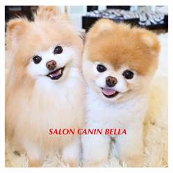 Salon canin Bella, Sibiu program de funcționare