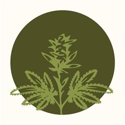Top Health Cann, Timişoara program de funcționare