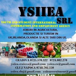 Ysiiea Ysiiea, Craiova program de funcționare