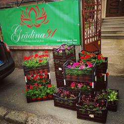Grădina31 Deva, program de funcționare