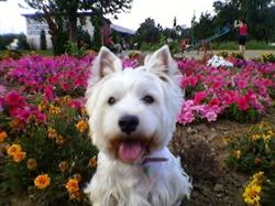 SALON COAFURĂ CANINĂ TICKIE, Oradea program de funcționare