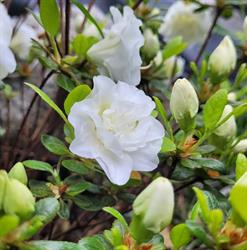 White Gardenia, Sibiu program de funcționare
