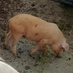 Ferma Purcelusului, Bocşa program de funcționare