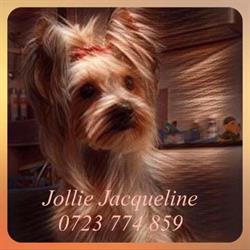 Jollie Jacqueline salon pentru animale de companie, Timişoara program de funcționare