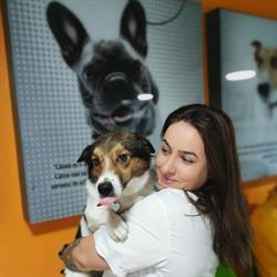 PAF VET - Pets Are Family - Cabinet Veterinar, Bucureşti program de funcționare