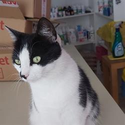 Tiby and Friends Vet, Viile Satu Mare program de funcționare