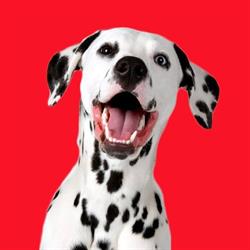 Maxi Pet Sibiu - Pet Shop & Farmacie Veterinară, Şelimbăr program de funcționare