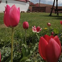 Casa Suzy & Roxy, Arpaşu de Jos program de funcționare
