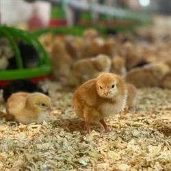 Ferma de păsări Deuşu, program de funcționare