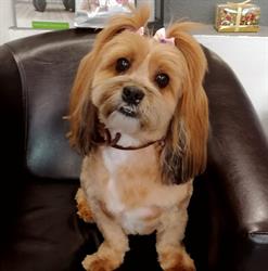 Fifi Salon Baba Novac - Cosmetica canina si felina, Bucureşti program de funcționare