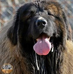 Porolissum Legend kennel, Şimleu Silvaniei program de funcționare
