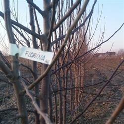 Pepiniera Lazin, Apa program de funcționare