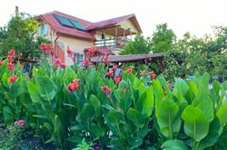 Casa Criss Densuş, program de funcționare