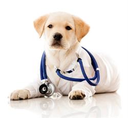Cabinet Veterinar Expert Roxy Vet Măgurele, program de funcționare