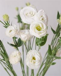 Nagy Flowers, Botiz program de funcționare