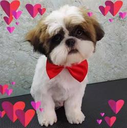 THOR PET SALON S.R.L., Bragadiru program de funcționare
