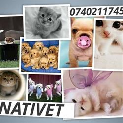 Nativet, Braşov program de funcționare