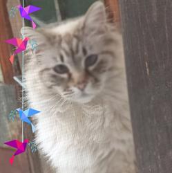 SC Mianca Vet SRL - farmacia animalelor, Bucureşti program de funcționare