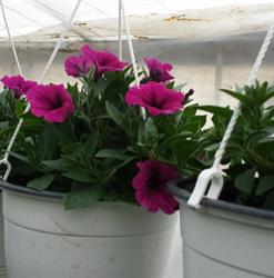 Sera de flori Timişoara, Giroc program de funcționare