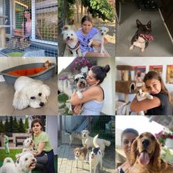 Pensiune animale ' 4 Labute ', Iaşi program de funcționare