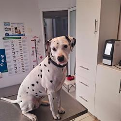PetHealth - Cabinet si Farmacie Veterinara, Iaşi program de funcționare