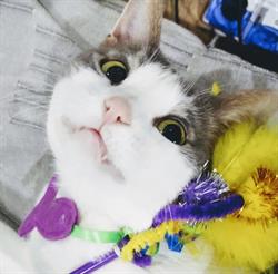 Alfapet Petshop, Tulcea program de funcționare