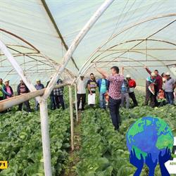 Hortilia Group, Teasc program de funcționare