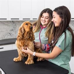 Veterius - Clinica Veterinara, Zalău program de funcționare