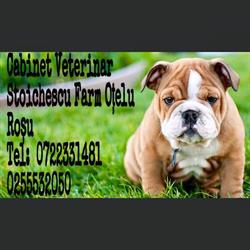 Cabinet Stoichescu Farm Otelu Roşu, farmacie+cabinet veterinar, Oţelu Roşu program de funcționare