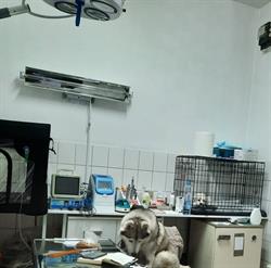 Cabinet Veterinar Animals' Med. Timisoara, program de funcționare