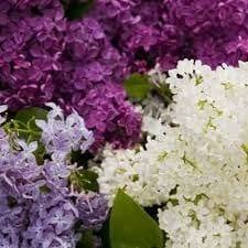 House of lilacs, Constanţa program de funcționare