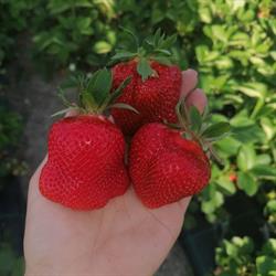 Natural strawberry 2020, Bălceşti program de funcționare