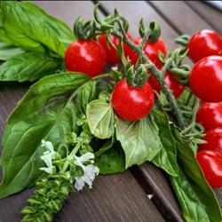 Legume Bio Biled, program de funcționare