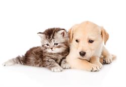 Pet Shop, Bucureşti program de funcționare
