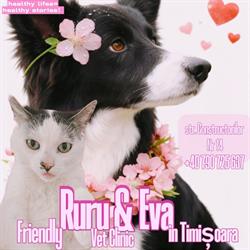 RuRu & Eva - Cabinet Veterinar, Timişoara program de funcționare
