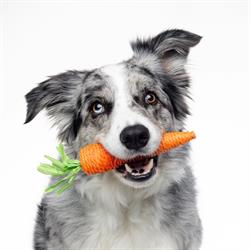 Tales of Tails, Oradea program de funcționare