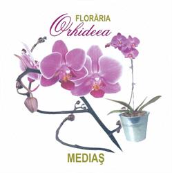 Floraria Orhideea Medias, program de funcționare