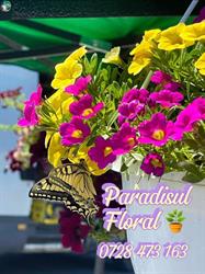 Paradisul Floral, Râmnicu Vâlcea program de funcționare