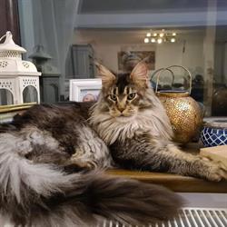 Arr Grooming Salon, Galaţi program de funcționare
