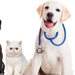 Cabinet Veterinar Corbeanca, program de funcționare