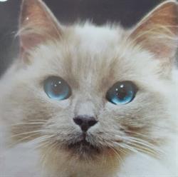 Farmacie veterinară/Doctor Veterinar, Vălenii de Munte program de funcționare